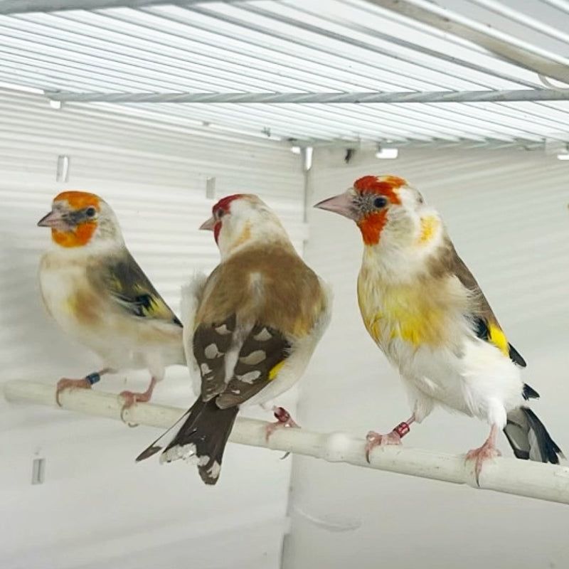 Siberian GoldFinch Mutation - New York Bird Supply