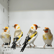 Siberian Goldfinch Mutation Orange Face XL - New York Bird Supply