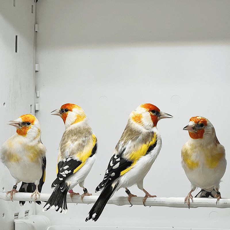 Siberian Goldfinch Mutation Orange Face XL - New York Bird Supply