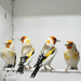 Siberian Goldfinch Mutation Orange Face XL - New York Bird Supply