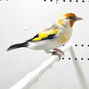 Siberian Goldfinch Mutation Orange Face XL - New York Bird Supply
