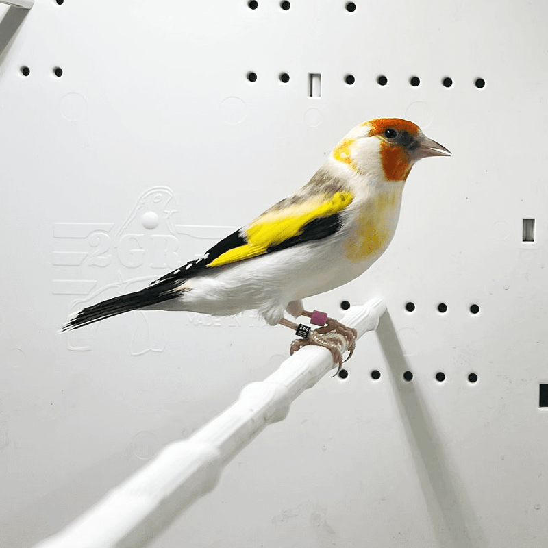 Siberian Goldfinch Mutation Orange Face XL - New York Bird Supply