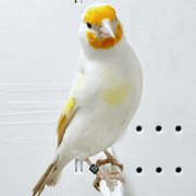 Siberian Goldfinch Satinet Mutation - New York Bird Supply