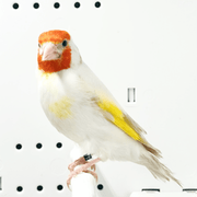 Siberian Goldfinch Satinet Mutation - New York Bird Supply