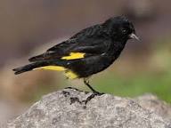 Siskin Black (Black Siskin) - New York Bird Supply