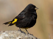 Siskin Black (Black Siskin) - New York Bird Supply