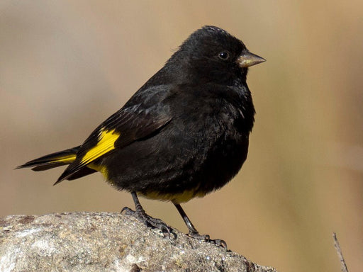 Siskin Black (Black Siskin) - New York Bird Supply