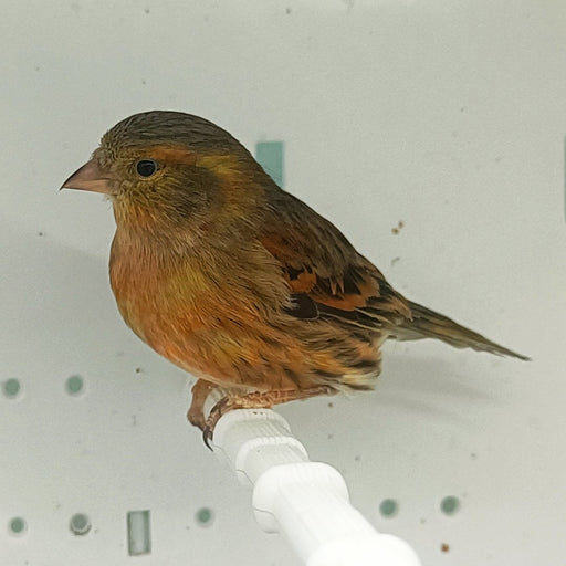 Siskin x Red Canary Hybrid - New York Bird Supply