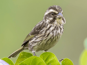 Streaky Seedeaters - New York Bird Supply