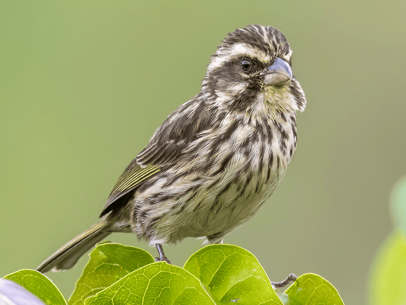 Streaky Seedeaters - New York Bird Supply