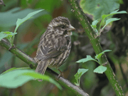Streaky Seedeaters - New York Bird Supply
