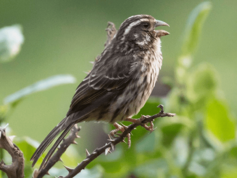 Streaky Seedeaters - New York Bird Supply