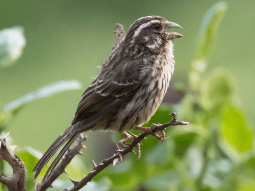 Streaky Seedeaters - New York Bird Supply