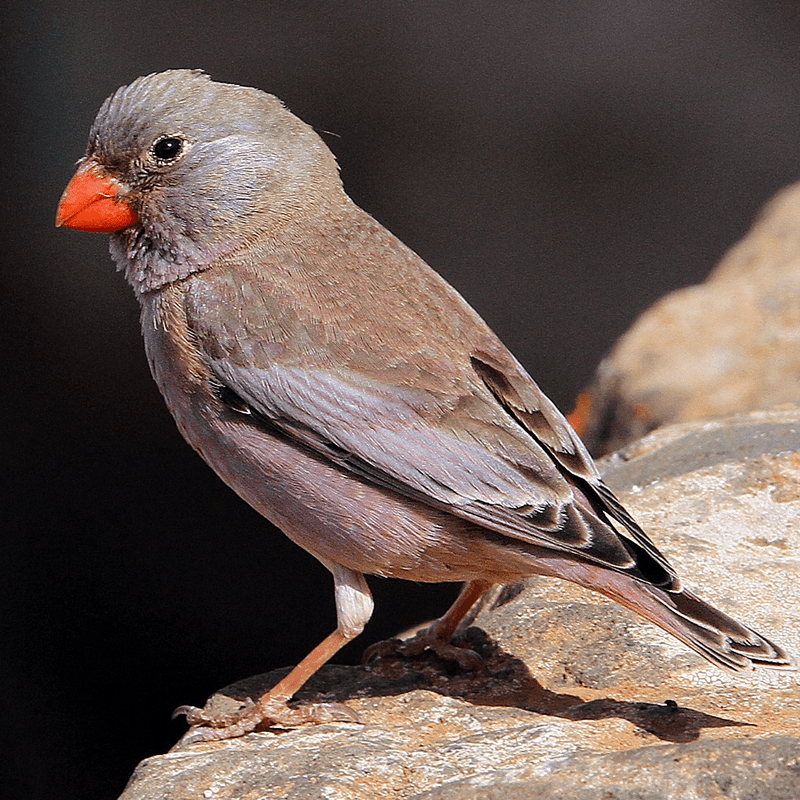 Trumpeter Finch - New York Bird Supply