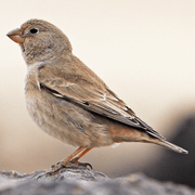 Trumpeter Finch - New York Bird Supply