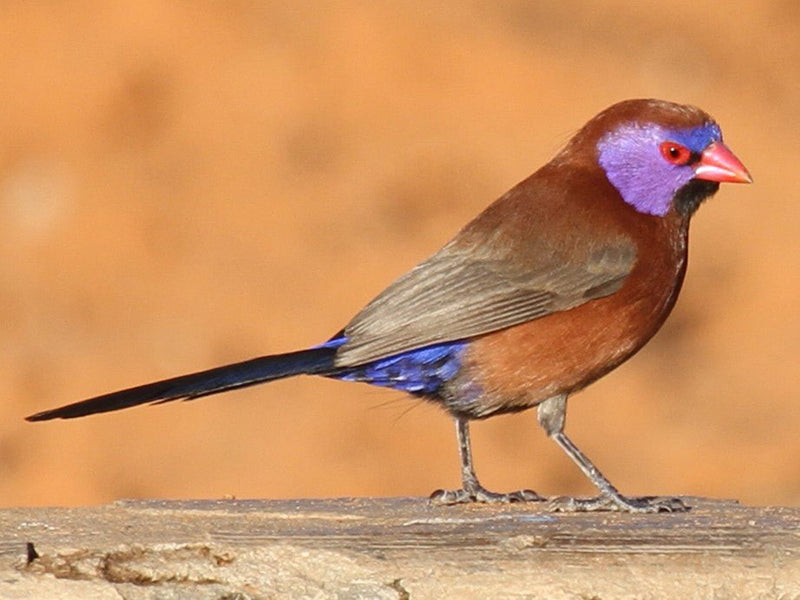 Violets Ear Waxbill - New York Bird Supply
