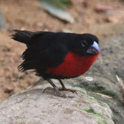 Western Bluebill - New York Bird Supply