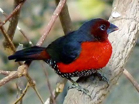 Western Bluebill - New York Bird Supply