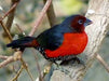 Western Bluebill - New York Bird Supply