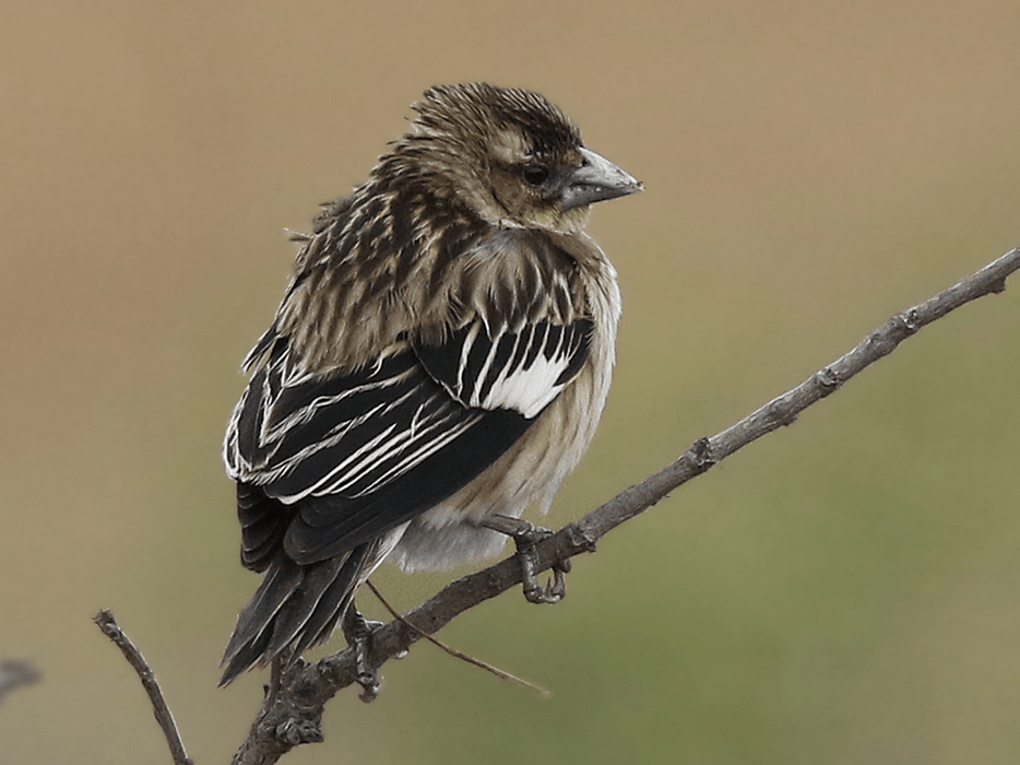 White Collared Widowbirds - New York Bird Supply