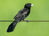 White Collared Widowbirds - New York Bird Supply