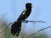 White Collared Widowbirds - New York Bird Supply