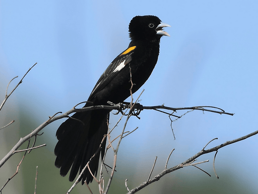 White Collared Widowbirds - New York Bird Supply