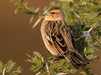 White Collared Widowbirds - New York Bird Supply