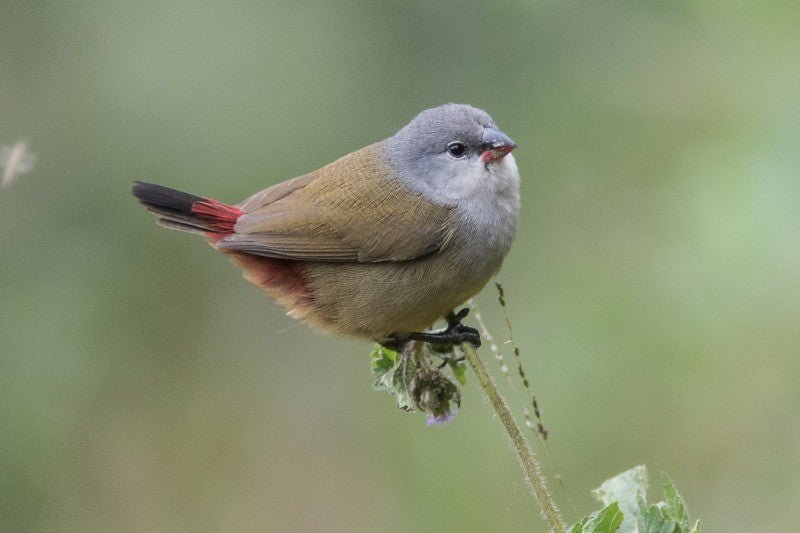 Yellow-bellied waxbill - New York Bird Supply