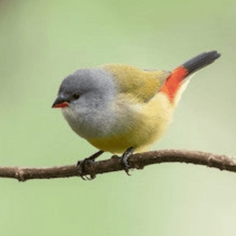 Yellow-bellied waxbill - New York Bird Supply