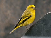 Yellow Crowned Canary - New York Bird Supply