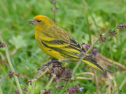 Yellow Crowned Canary - New York Bird Supply
