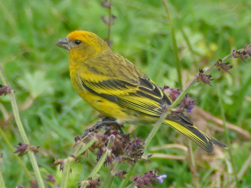 Yellow Crowned Canary - New York Bird Supply