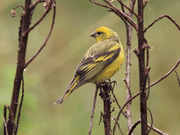 Yellow Crowned Canary - New York Bird Supply