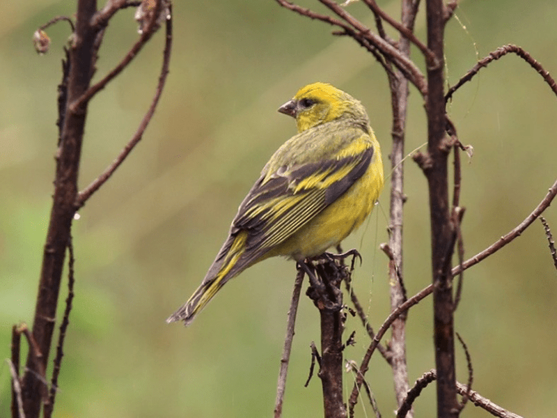Yellow Crowned Canary - New York Bird Supply