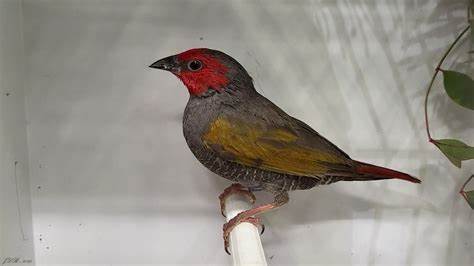 Yellow Winged Pytilia - New York Bird Supply