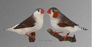 Zebra Finch Penguin - New York Bird Supply