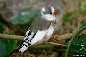 Zebra Finch Pied - New York Bird Supply