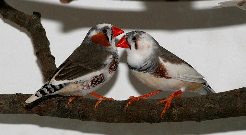 Zebra Finch Pied - New York Bird Supply