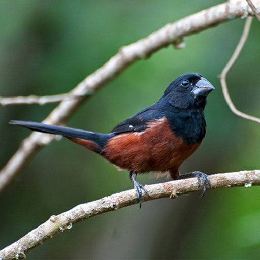 Chestnut Bellied Seed Finch - New York Bird Supply