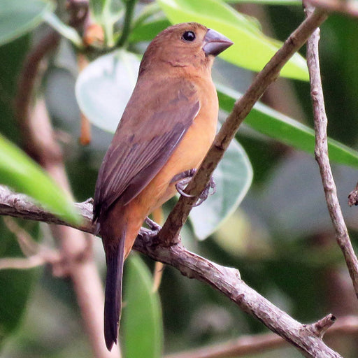 Chestnut Bellied Seed Finch - New York Bird Supply