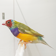 Lady Gouldian Finch - Pied - New York Bird Supply