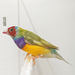 Lady Gouldian Finch - Pied - New York Bird Supply