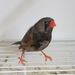 Zebra Finch Eumo Black - New York Bird Supply