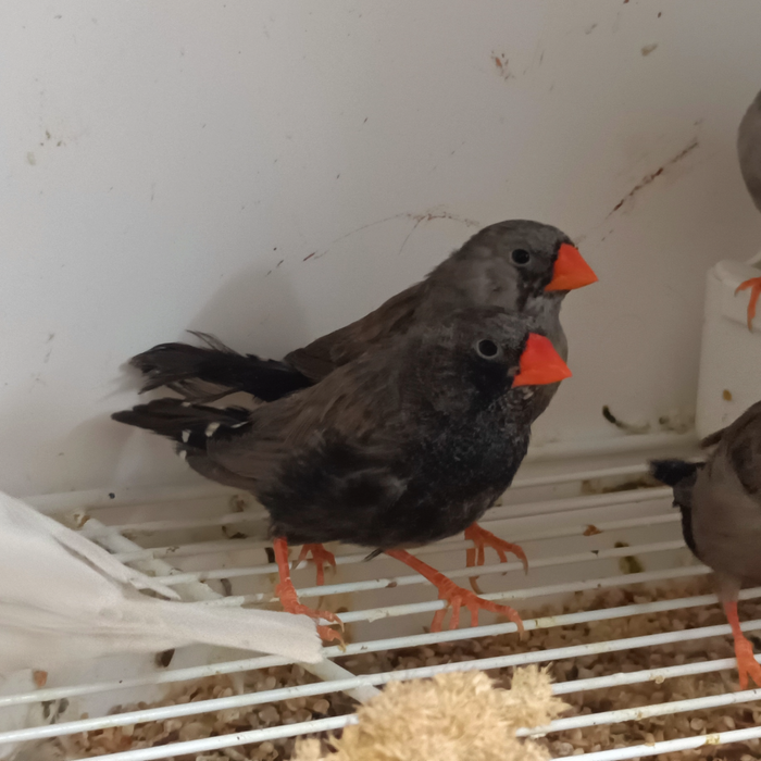 Zebra Finch Eumo Black - New York Bird Supply