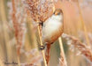 Bearded Reedling Tit - New York Bird Supply