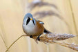 Bearded Reedling Tit - New York Bird Supply