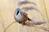 Bearded Reedling Tit - New York Bird Supply