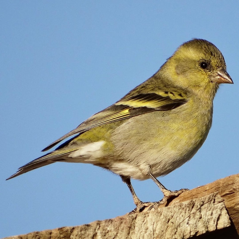 Black-Chinned Siskin - New York Bird Supply
