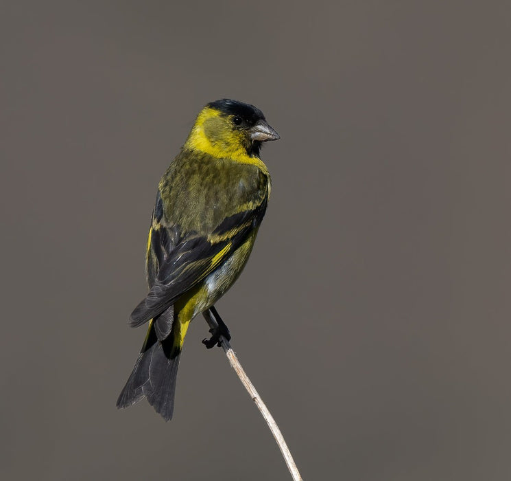 Black-Chinned Siskin - New York Bird Supply